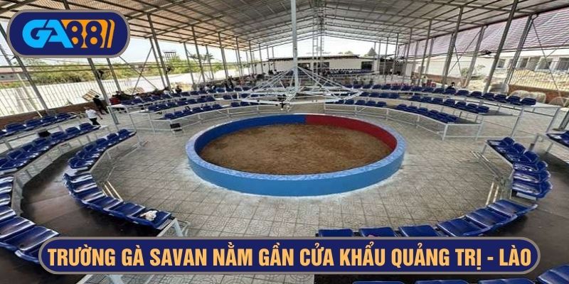 đá gà savan