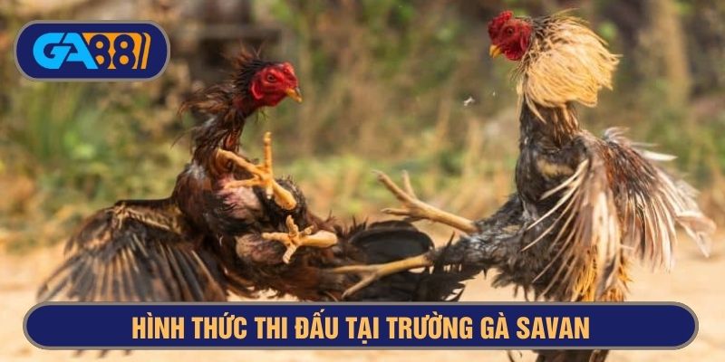 hình thức thi đấu tại trường gà savan