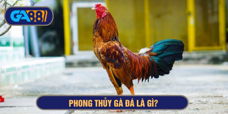 Phong thủy gà đá