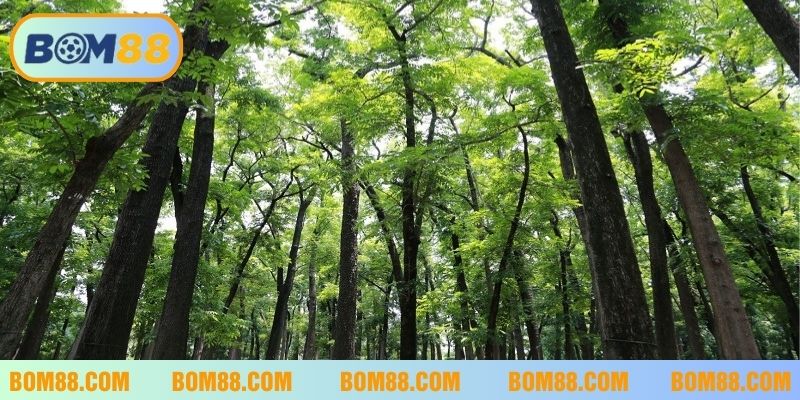 Ý nghĩa của giấc mơ thấy rừng
