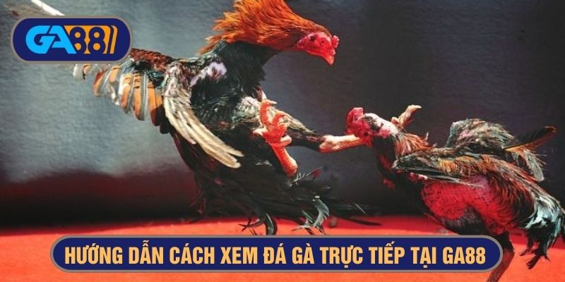 trực tiếp đá gà campuchia